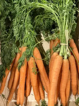 Carottes