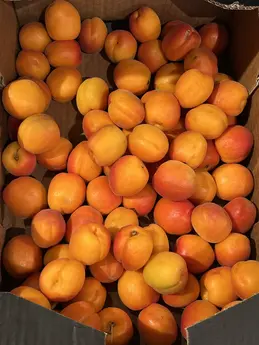Abricots