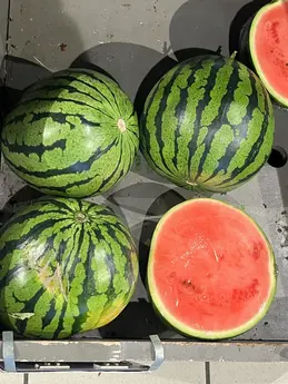 Pastèques