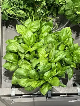 Basilic