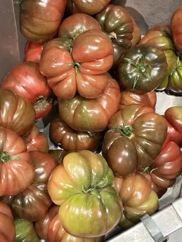 Tomates anciennes